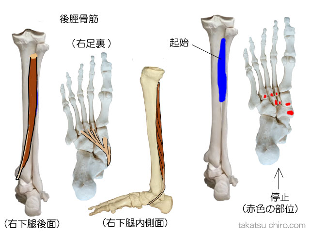 後脛骨筋の付着部、起始、停止