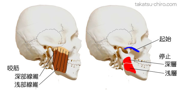 咬筋の付着部、起始、停止
