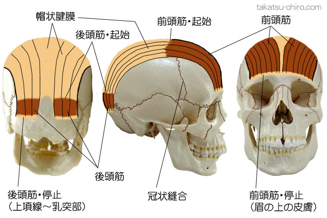後頭前頭筋、後頭筋と前頭筋の付着部、起始、停止