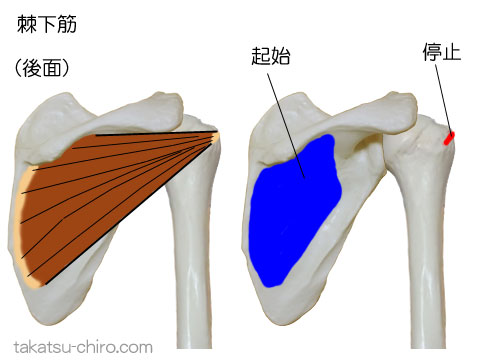 棘下筋の付着部、起始、停止