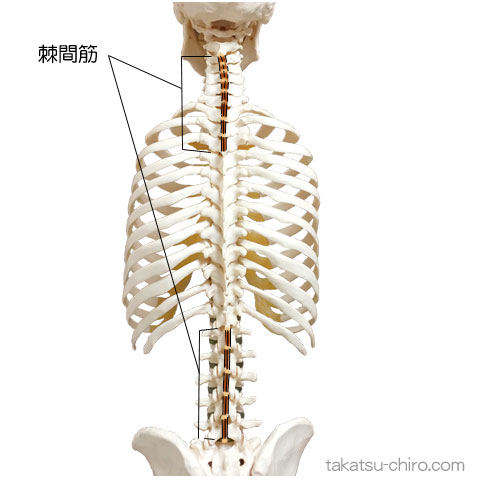 棘間筋の付着部