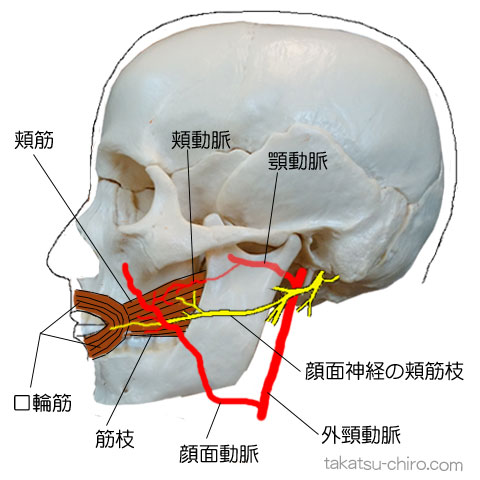 頬筋の支配神経と動脈