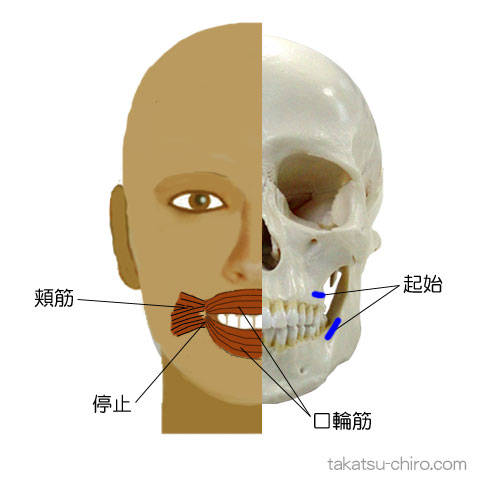 頬筋の付着部、起始、停止