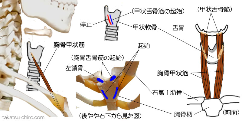 胸骨甲状筋の付着部、起始、停止