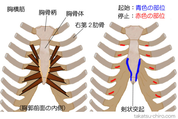 胸横筋の付着部、起始、停止