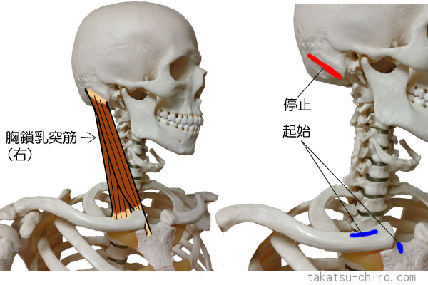 胸鎖乳突筋の付着部、起始、停止