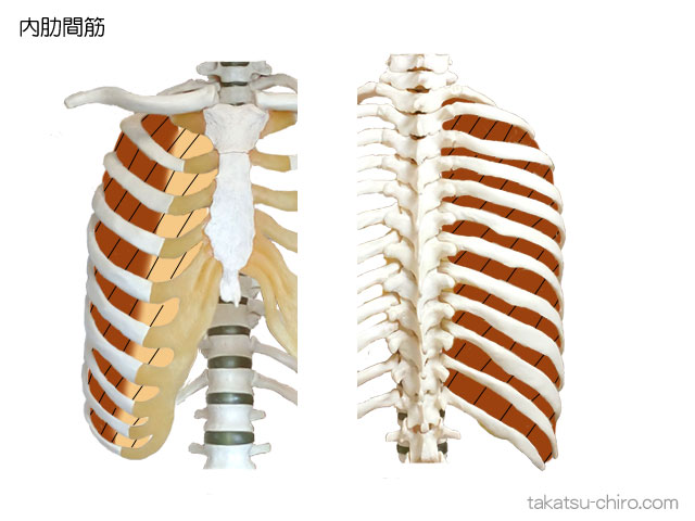 内肋間筋