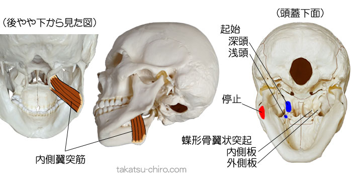 内側翼突筋の付着部、起始、停止