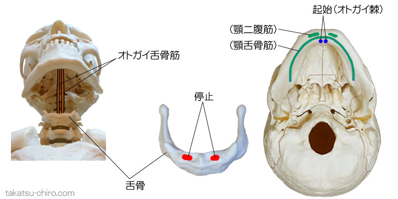 オトガイ舌骨筋の付着部、起始、停止