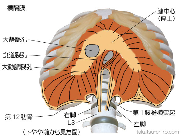 横隔膜、停止