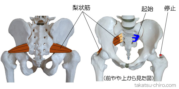 梨状筋の付着部、起始、停止