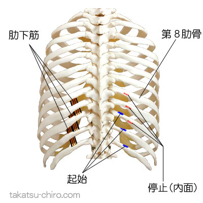 肋下筋の付着部、起始、停止