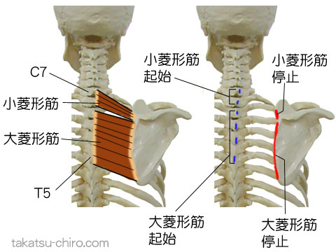 大小菱形筋の付着部、起始、停止