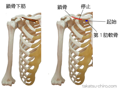 鎖骨下筋の付着部、起始、停止