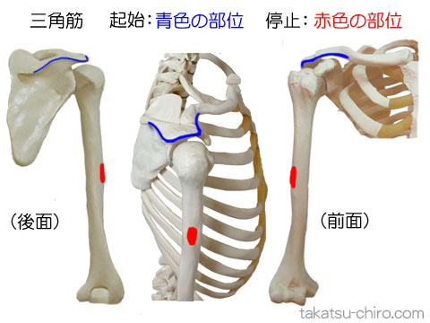 三角筋の付着部、起始、停止
