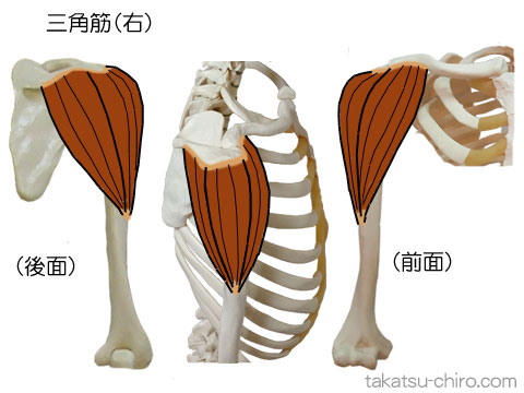 三角筋
