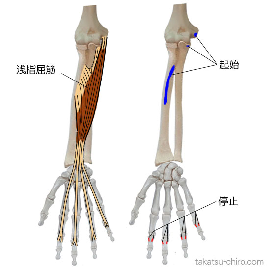 浅指屈筋の付着部、起始、停止