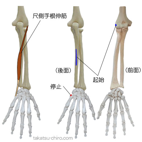 尺側手根伸筋の付着部、起始、停止