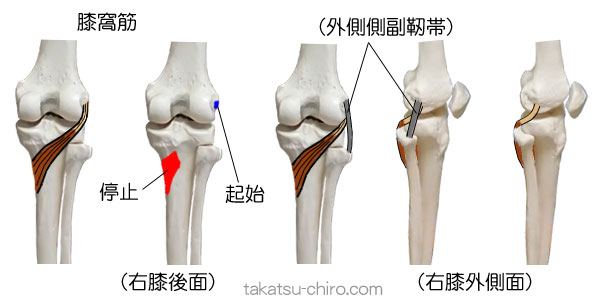 膝窩筋の付着部、起始、停止