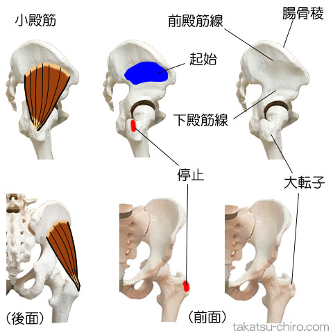 小殿筋の付着部、起始、停止
