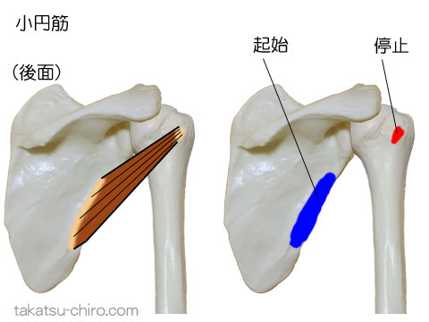 小円筋の付着部、起始、停止