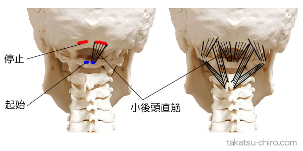 小後頭直筋の付着部、起始と停止