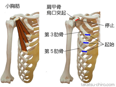 小胸筋の付着部、起始、停止