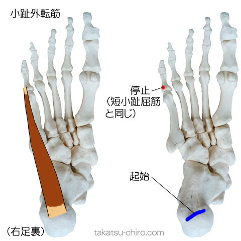 小趾外転筋の付着部、起始、停止