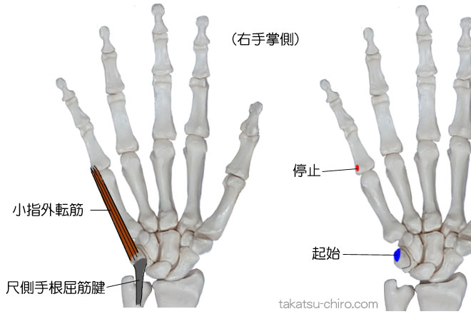 小指外転筋の付着部、起始、停止