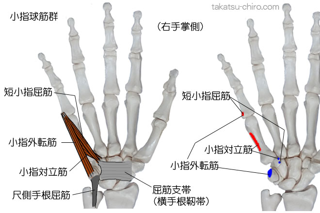 小指球筋群の付着部、起始、停止