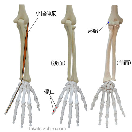 小指伸筋の付着部、起始、停止