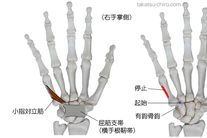 小指対立筋の付着部、起始、停止