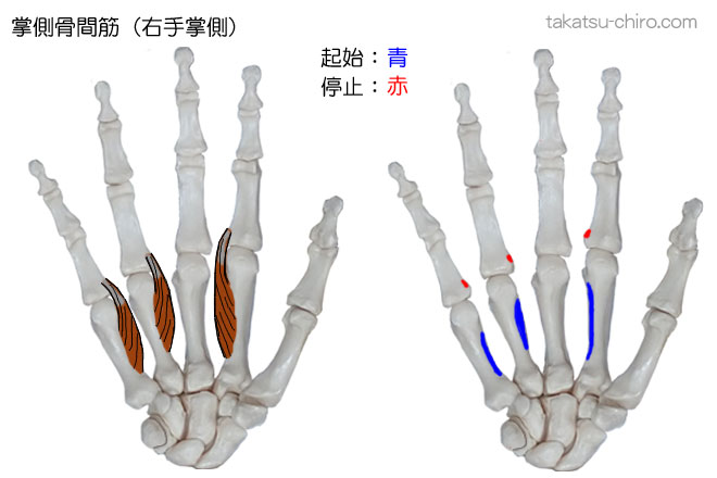 掌側骨間筋の付着部、起始、停止