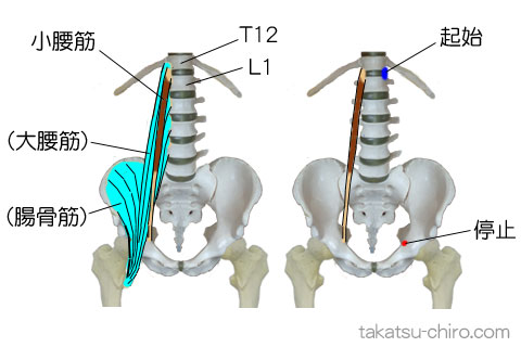 小腰筋の付着部、起始、停止