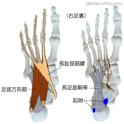 足底方形筋の付着部、起始、停止