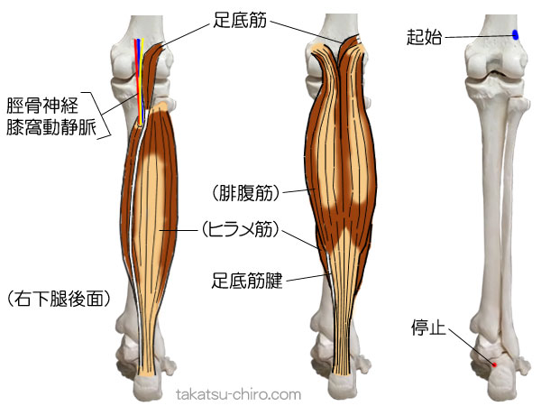 足底筋の付着部、起始、停止