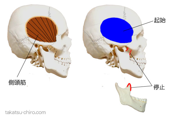 側頭筋の付着部、起始、停止
