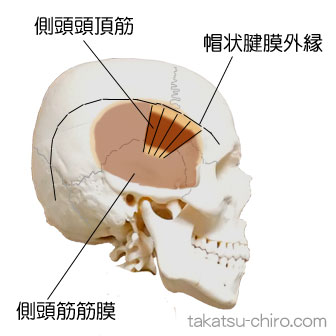 側頭頭頂筋の付着部