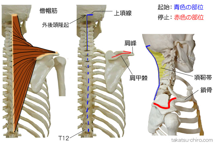 僧帽筋の付着部、起始、停止