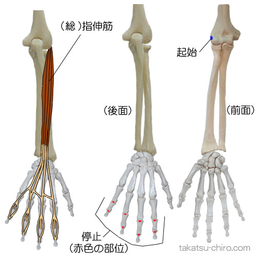 (総)指伸筋の付着部、起始、停止