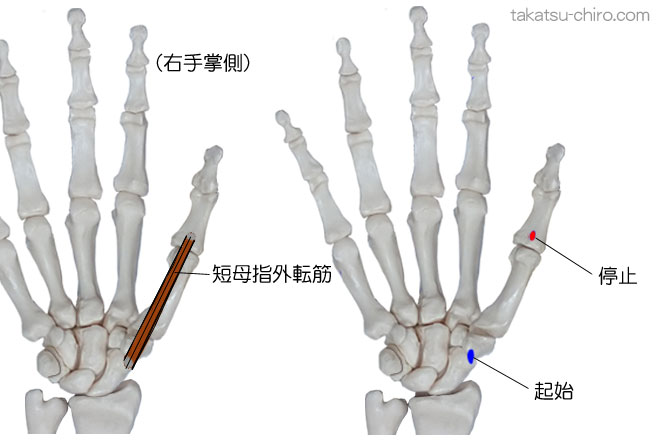 短母指外転筋の付着部、起始、停止