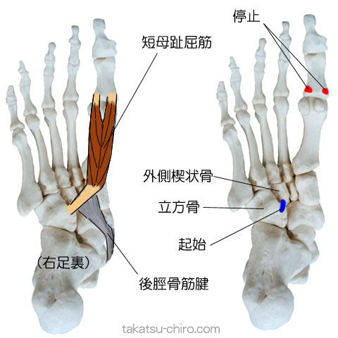 短母趾屈筋の付着部、起始、停止