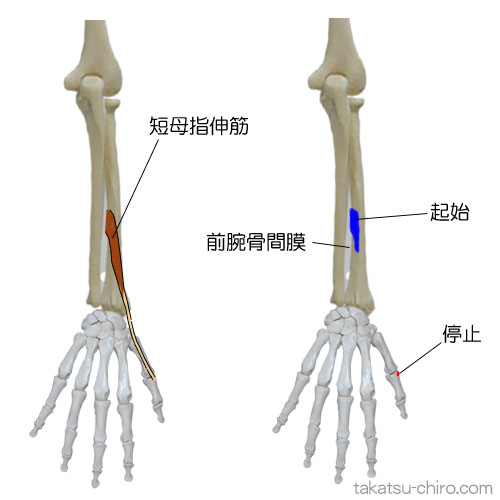 短母指伸筋の付着部、起始、停止