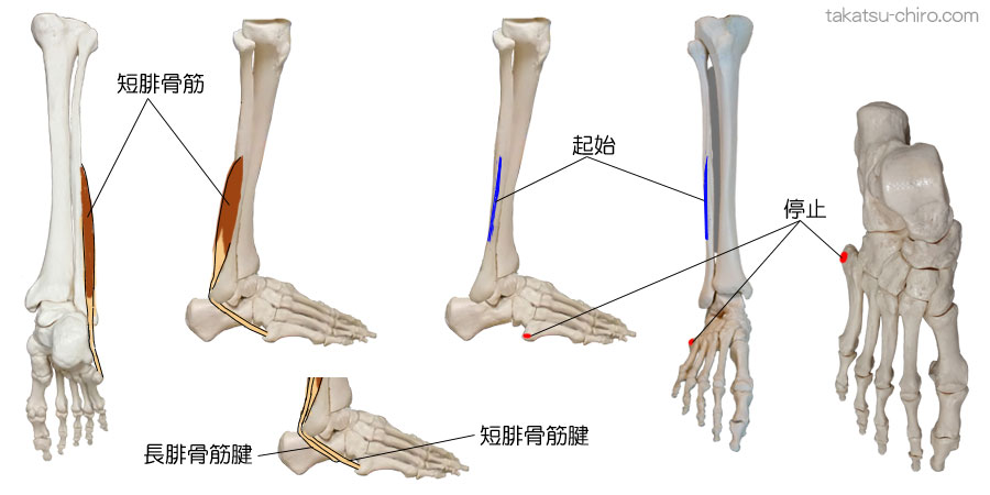 短腓骨筋の付着部、起始、停止