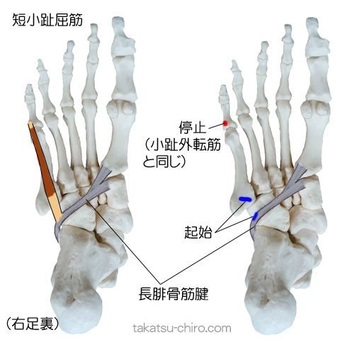 短小趾屈筋の付着部、起始、停止