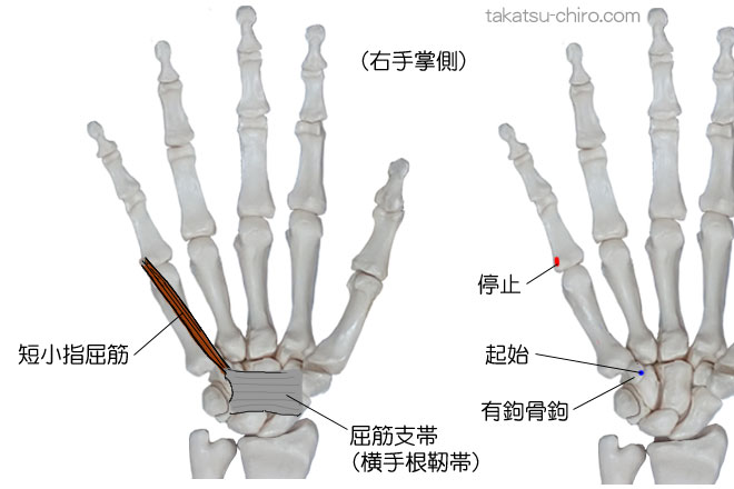短小指屈筋の付着部、起始、停止