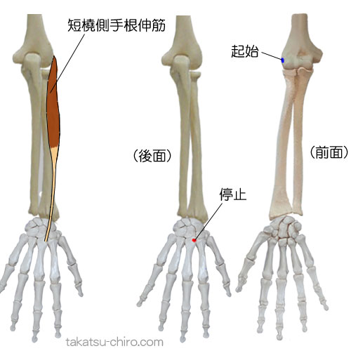 短橈側手根伸筋の付着部、起始、停止
