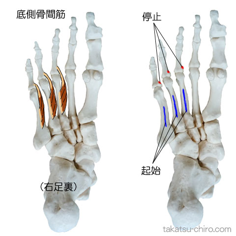 底側骨間筋の付着部、起始、停止