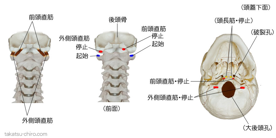 前頭直筋と外側頭直筋の付着部、起始、停止