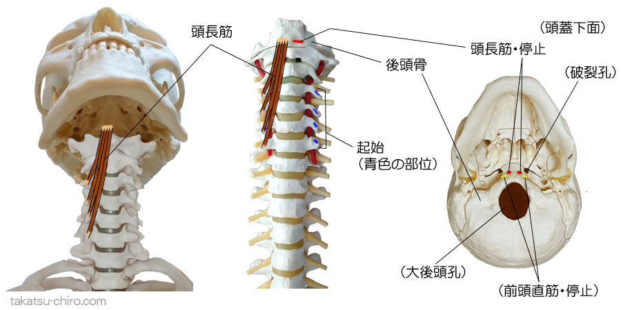 頭長筋の付着部、起始、停止